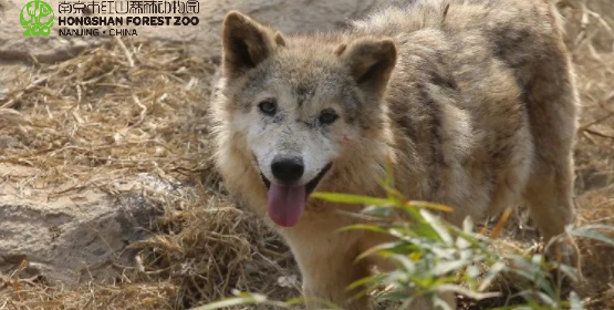 wolftooth加载项更新